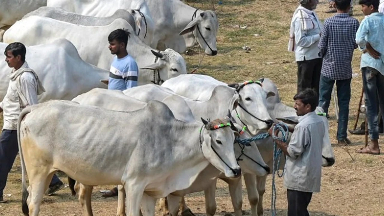 ঈদে গরু কোরবানি করবেন না আসামের মুসলিমরা