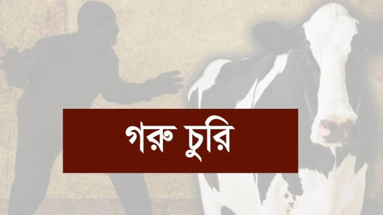 মিরসরাইয়ে এক রাতেই কৃষকের ৪ গরু চুরি