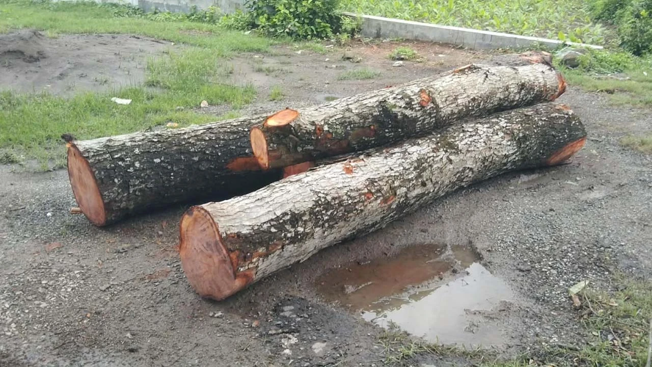 শার্শায় সওজের সরকারি গাছ কেটে সাবাড় করার অভিযোগ