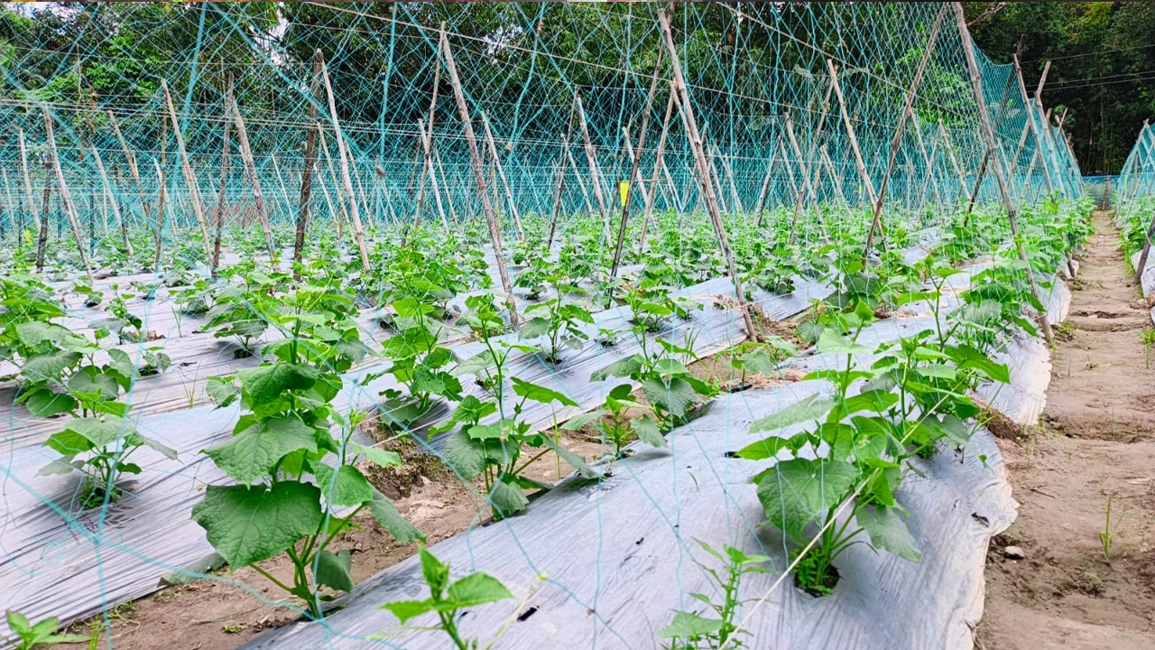 আধুনিক মালচিং পেপারে সবজি চাষে আগ্রহী কৃষকরা