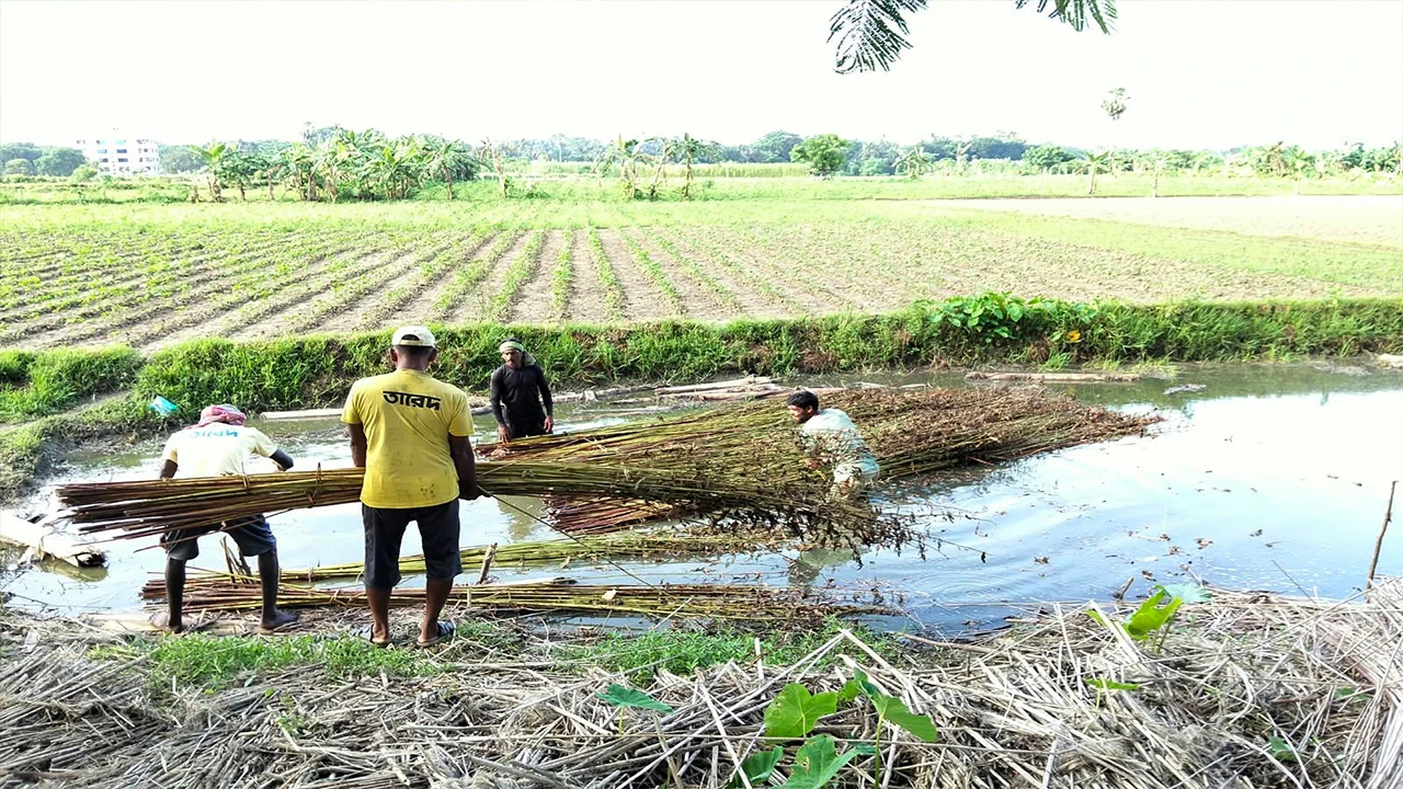 পাটের ফলন ভালো, তবু দুশ্চিন্তায় যশোরের কৃষক