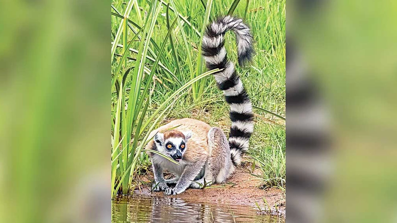 বাংলাদেশ থেকে চুরি হওয়া ‘লেমুর’ আম্বানির চিড়িয়াখানায়