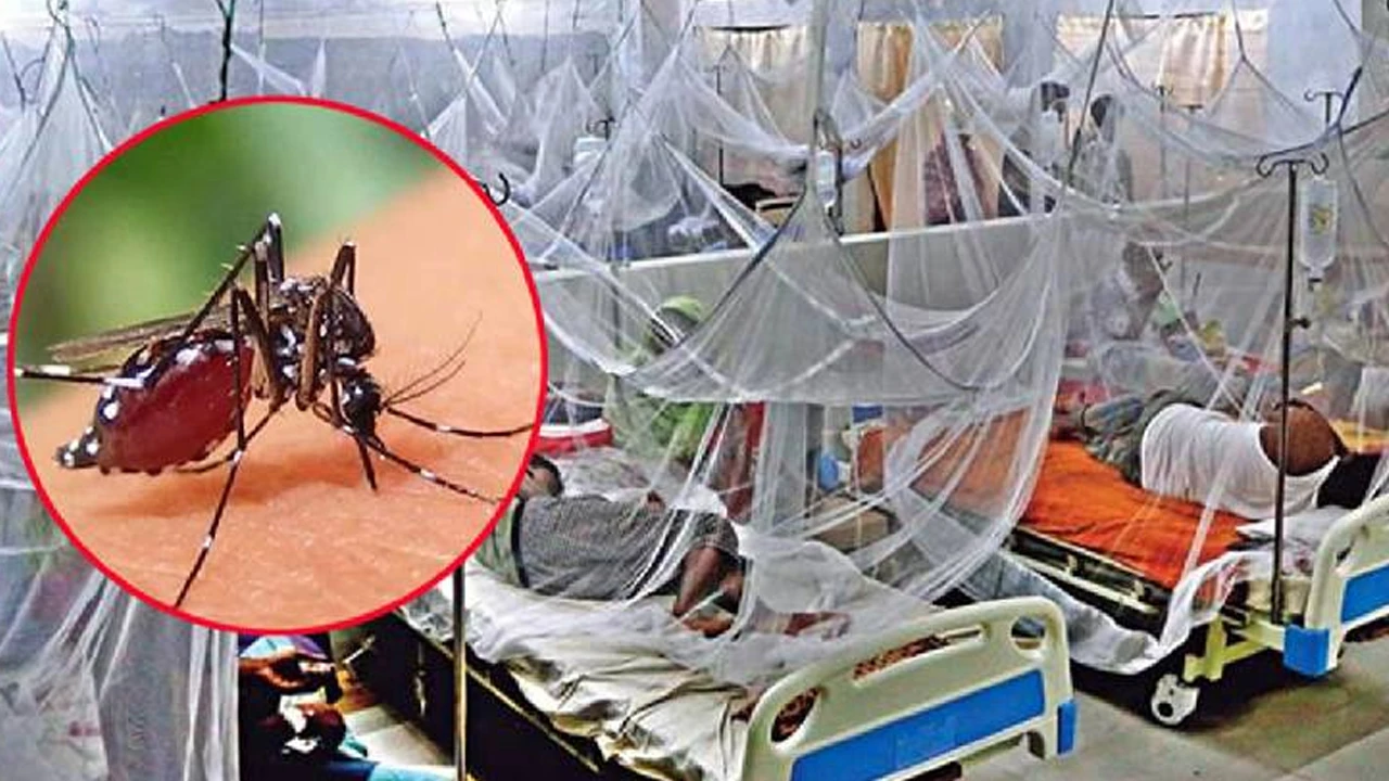 ডেঙ্গুতে আরও ২ মৃত্যু, হাসপাতালে ৭৯০