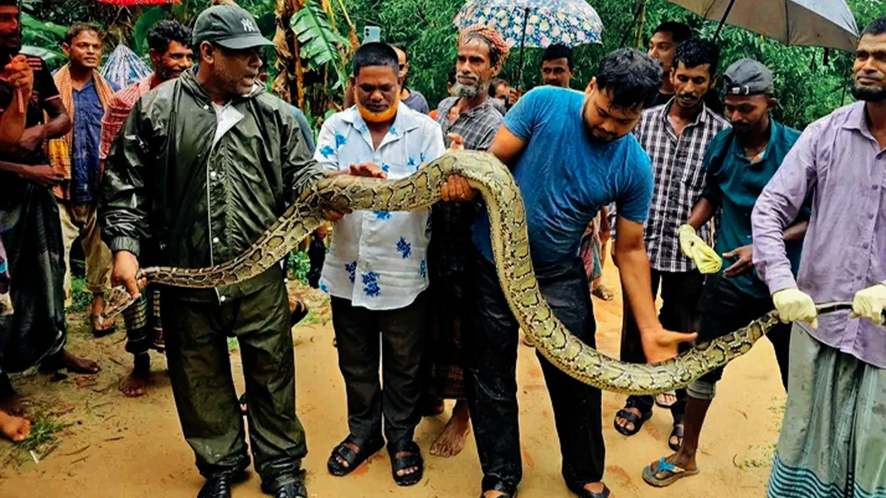 শ্রীমঙ্গলে বসতবাড়ি থেকে অজগর উদ্ধার