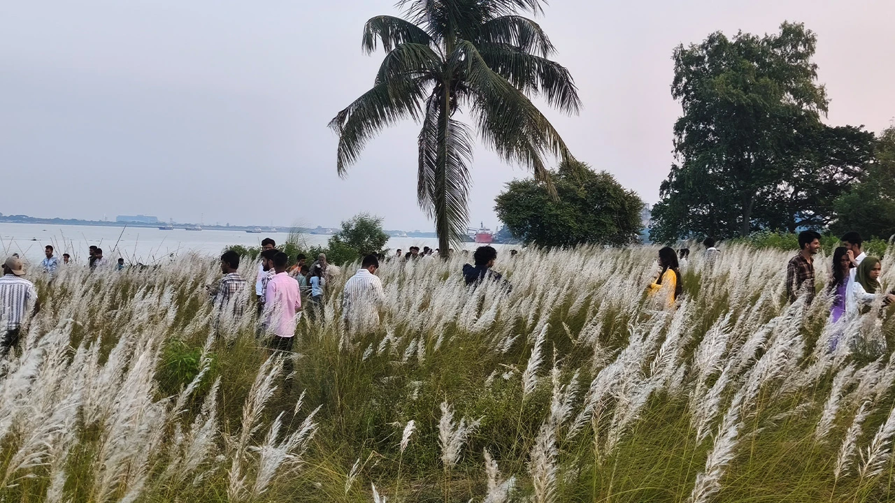 মেঘনার চরে শরতের শুভ্রতা, কাশফুল দেখতে মানুষের ভিড়