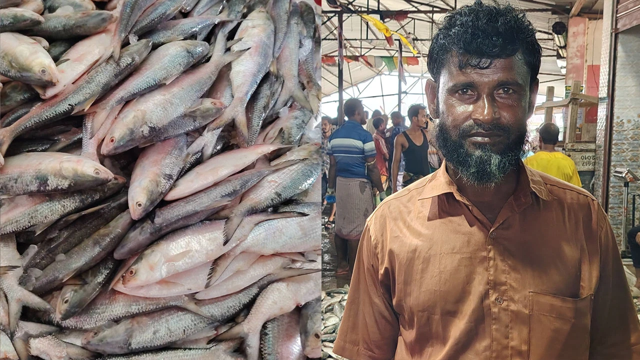 হাতিয়ায় ট্রলারে ৬০ মণ ইলিশ, বিক্রি ২০ লাখে