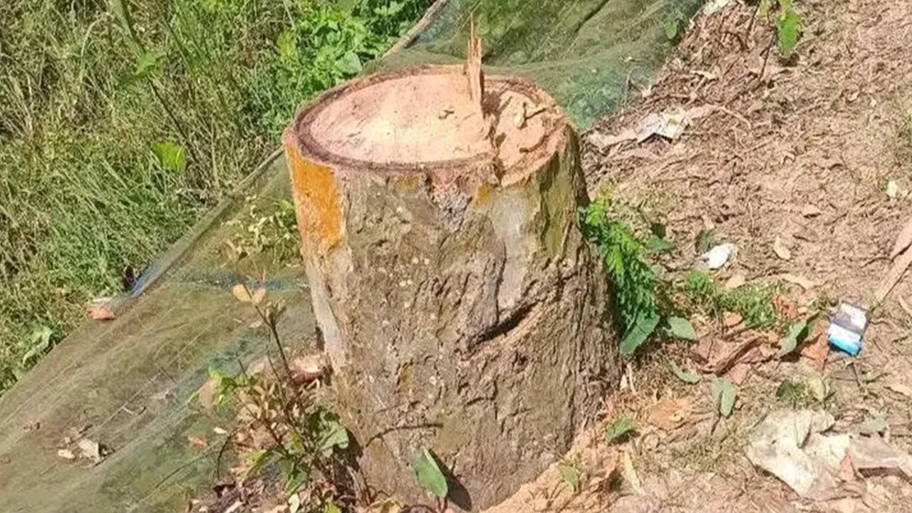 রাতের আঁধারে এলজিইডির সড়কের ১৪টি গাছ চুরি