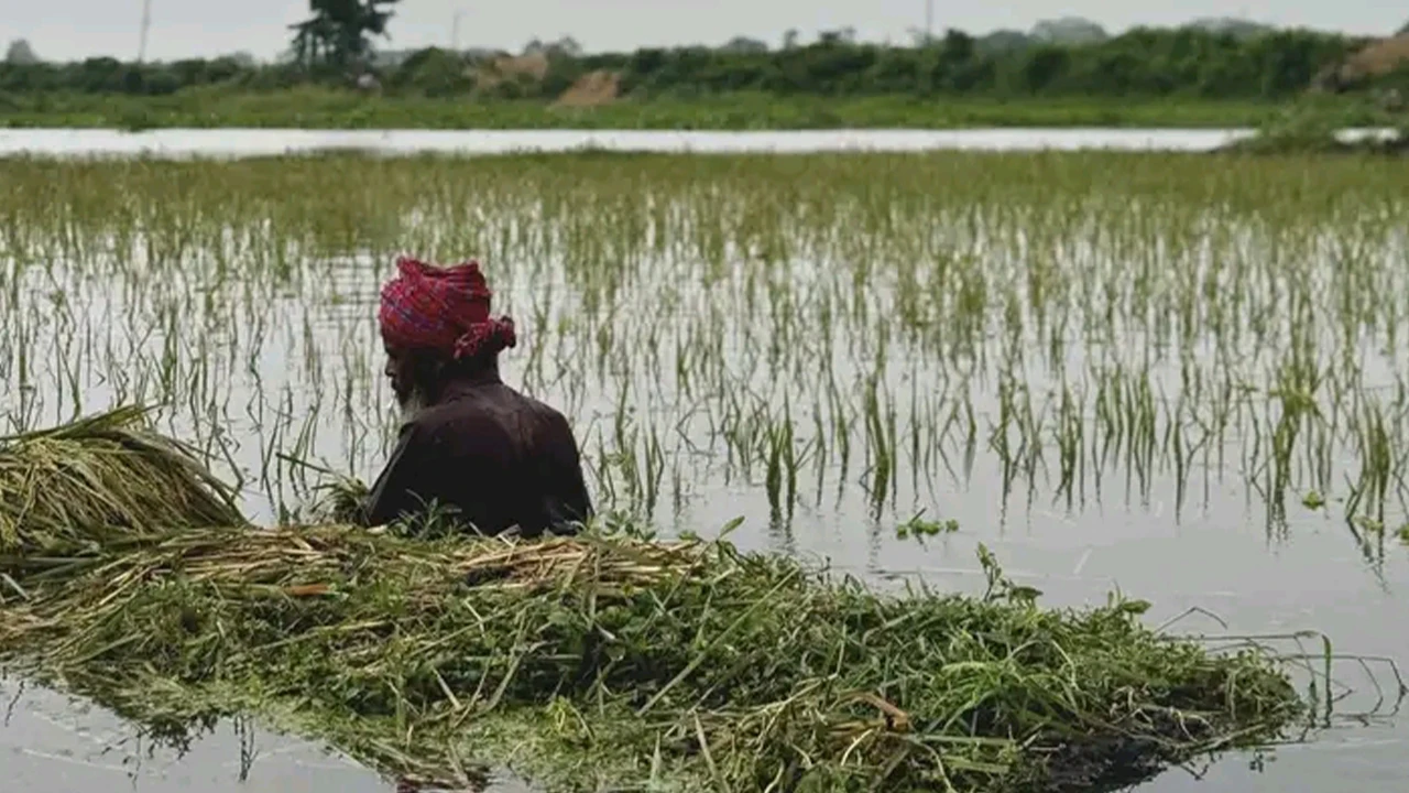 হাওরে পানির নিচে স্বপ্নের বোরো ধান, শঙ্কায় লাখো কৃষক