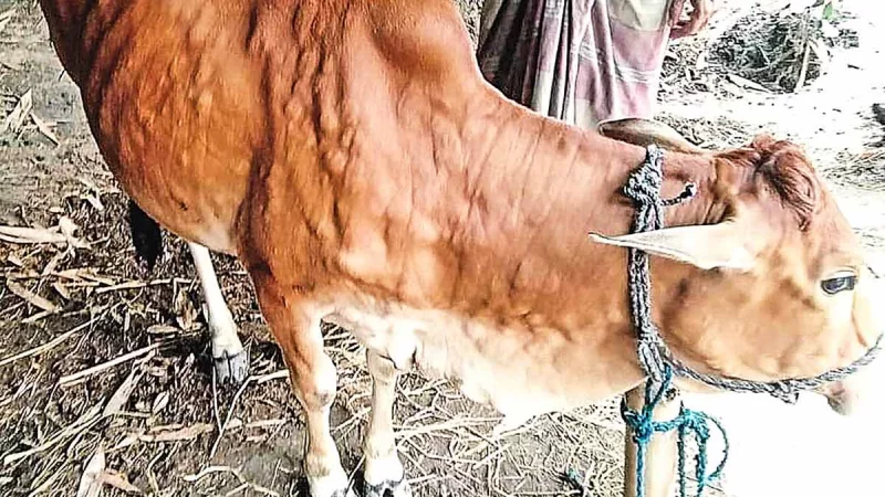 লাম্পি স্কিনের ভয়াবহতা বাড়ছে, কোরবানির বাজার নিয়ে শঙ্কা