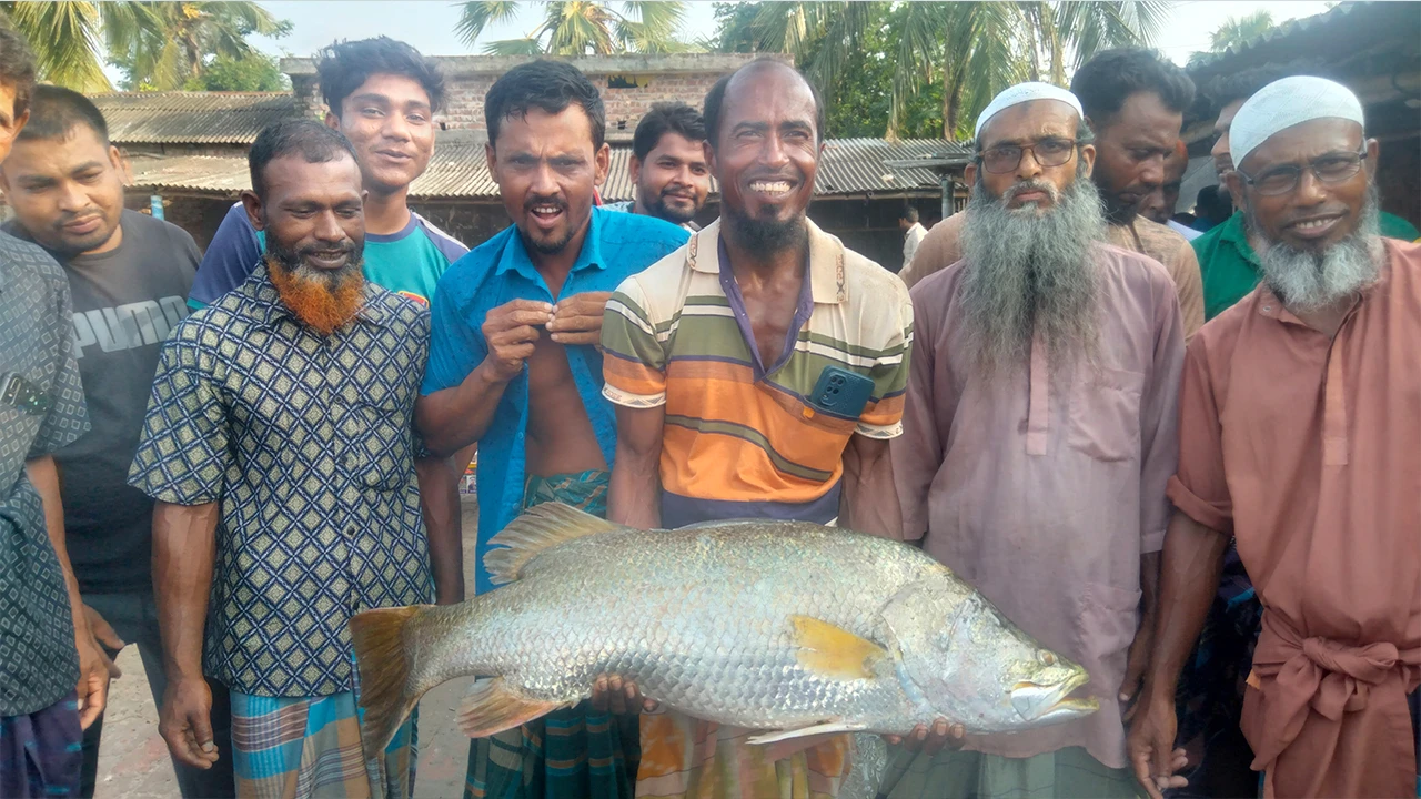 নদীতে ধরা পড়লো ১২ কেজির ভেটকি