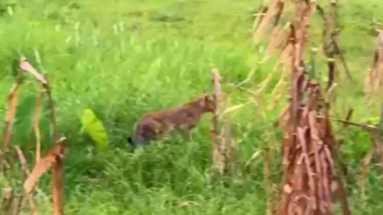 নাটোরে দেখা মিললো বাঘ আকৃতির প্রাণীর, এলাকাজুড়ে আতঙ্ক