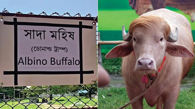 গবেষণার জন্য চিড়িয়াখানা থেকে সাভারে ‘ডোনাল্ড ট্রাম্প’