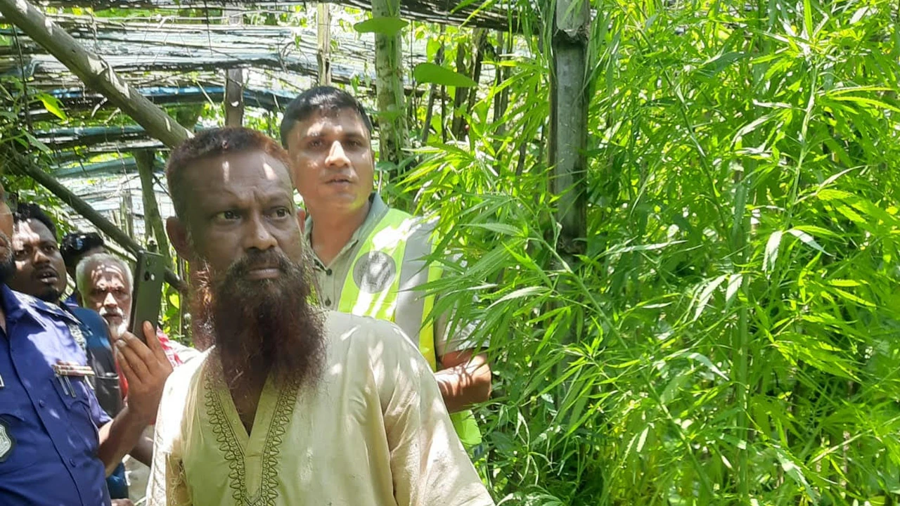 পানের বরজ থেকে গাঁজার গাছ উদ্ধার, গ্রেপ্তার ১