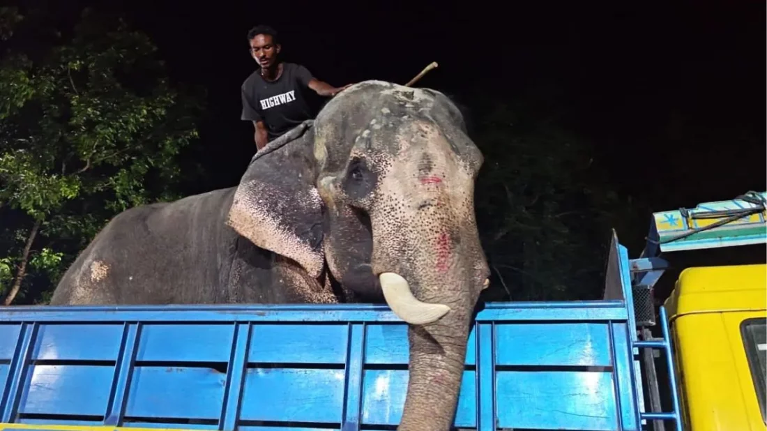 প্রধানমন্ত্রীর নির্দেশে জাতীয় চিড়িয়াখানায় ঠাই পেলো ‘বাদশা বাহাদুর’