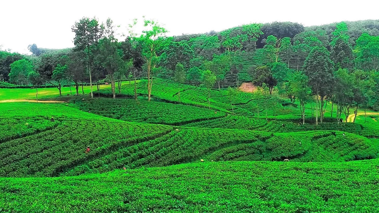 বর্ষায় ঘুরে আসুন মৌলভীবাজারের ৯৩ চা বাগান