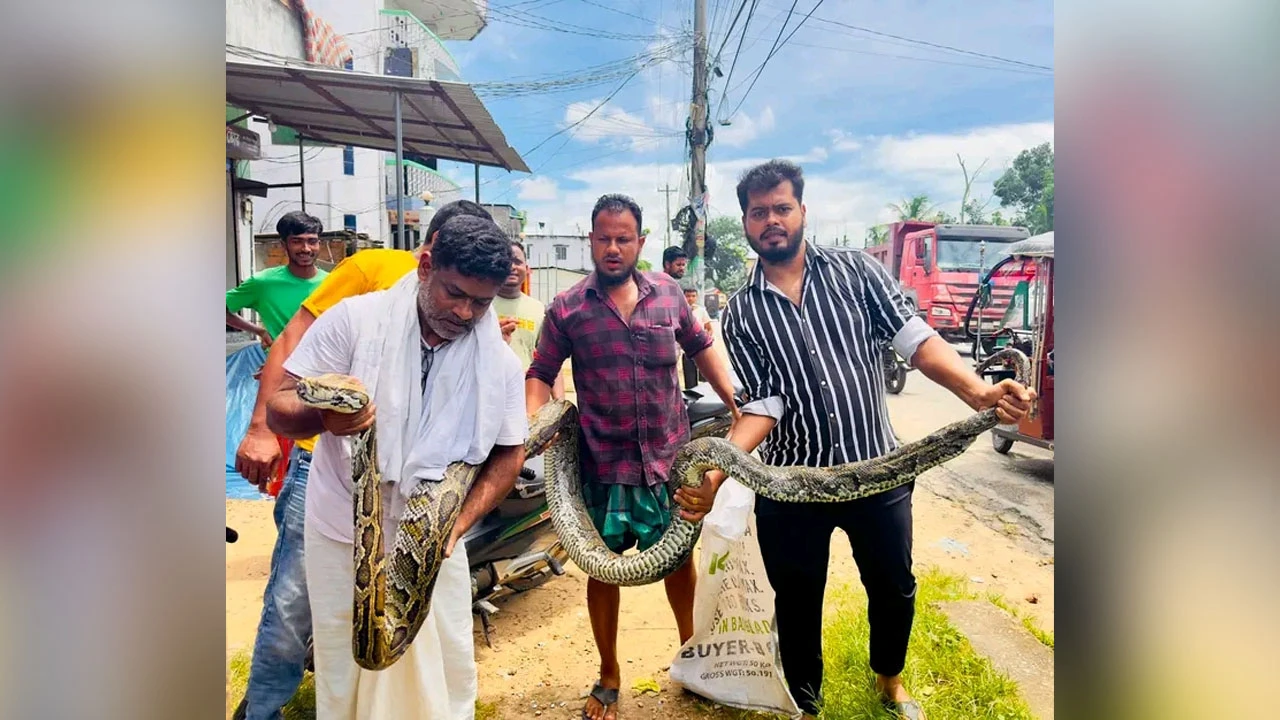 শ্রীমঙ্গলে ১৮ ফুট লম্বা অজগর উদ্ধার