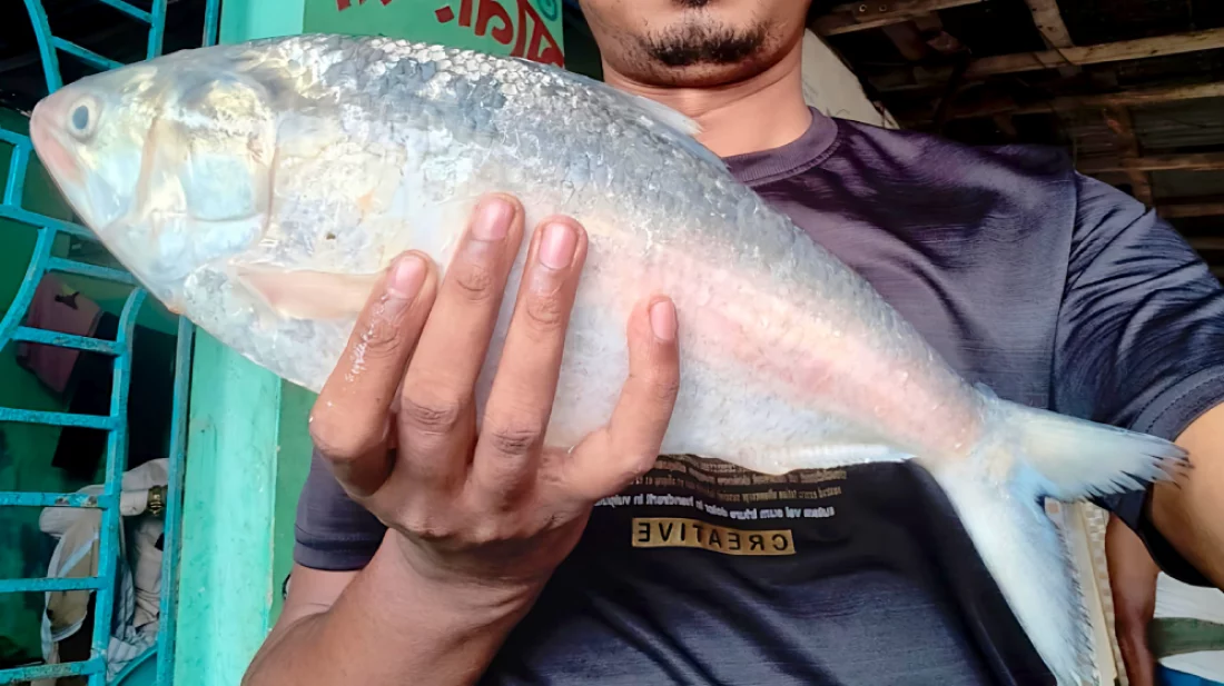 কুয়াকাটায় এক ইলিশ বিক্রি হলো ৭ হাজার টাকায়