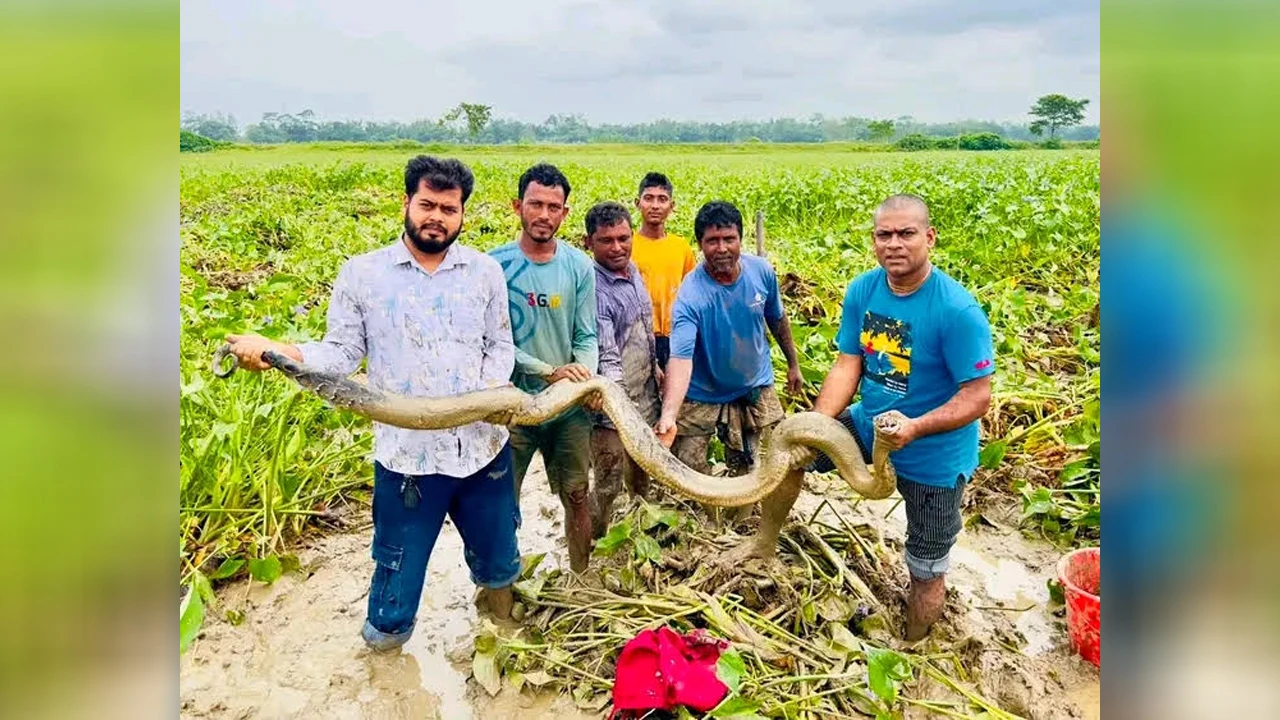 ধান ক্ষেত থেকে অজগর সাপ উদ্ধার