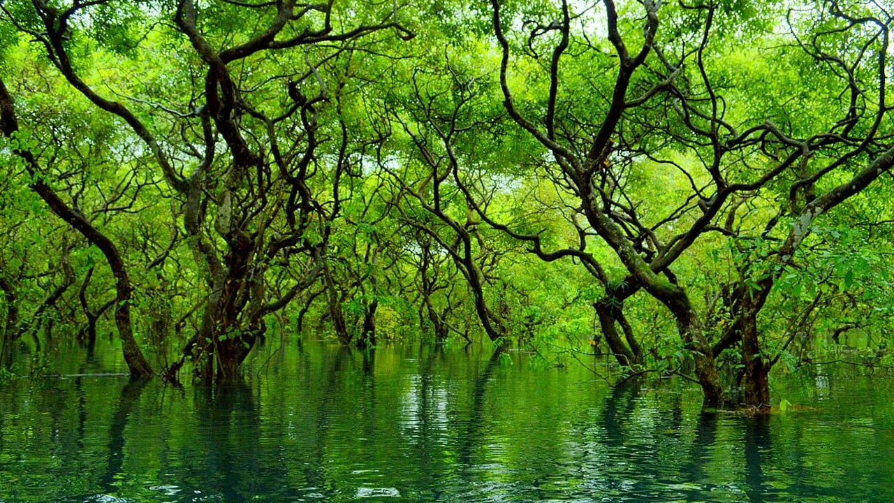 রাতারগুলের অব্যবস্থাপনায় ক্ষুব্ধ দর্শনার্থীরা