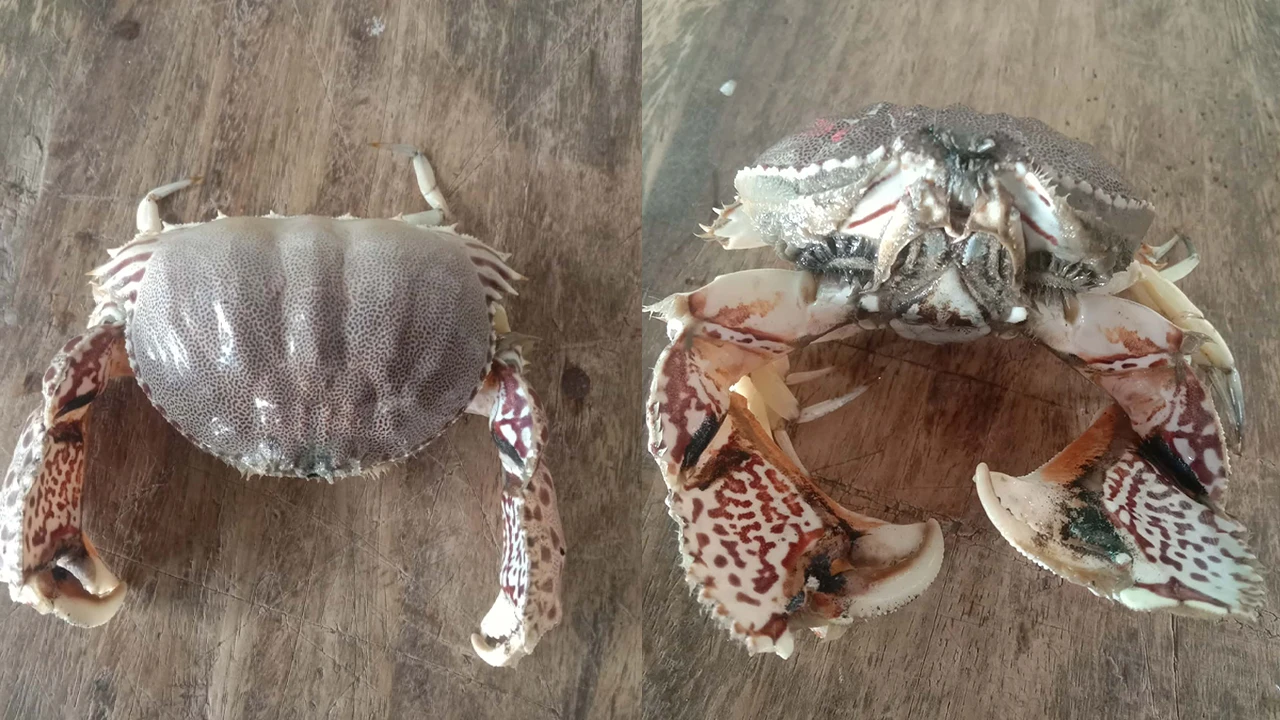 জেলেদের জালে বিরল প্রজাতির লজ্জাবতী কাঁকড়া