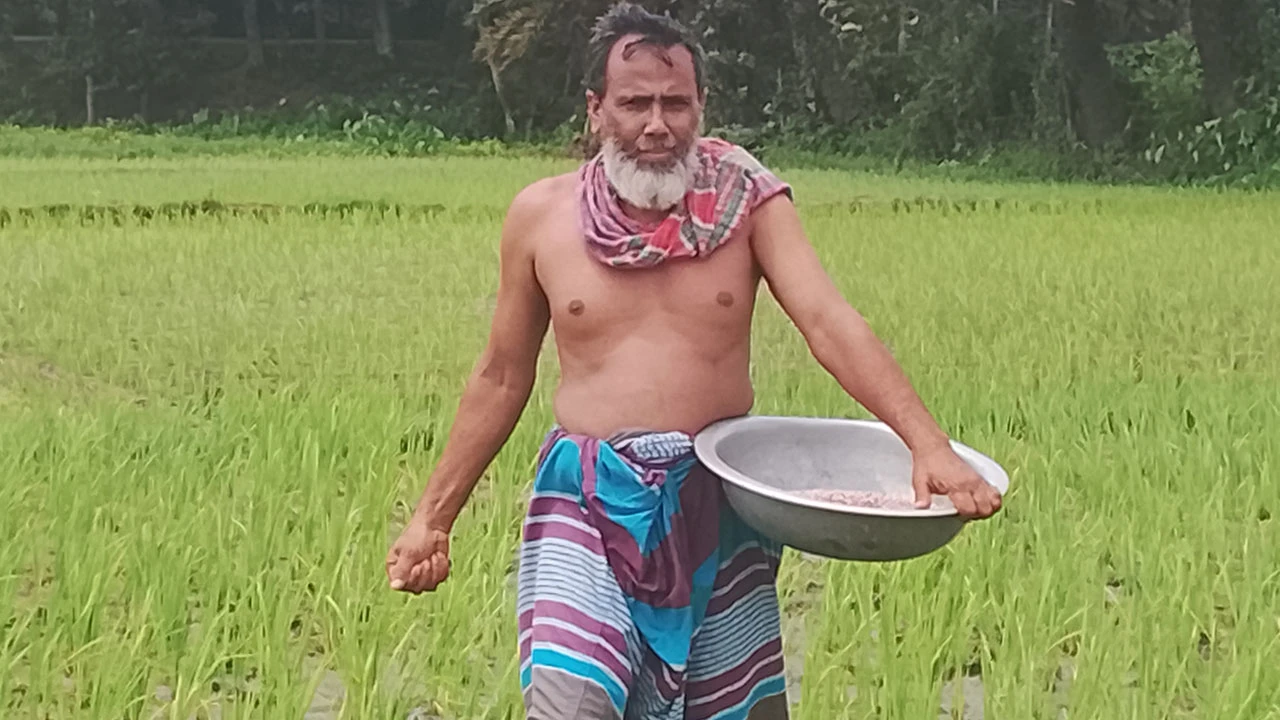 সারের জন্য কৃষকের ছোটাছুটি, কোথাও সংকট কোথাও দাম বেশি