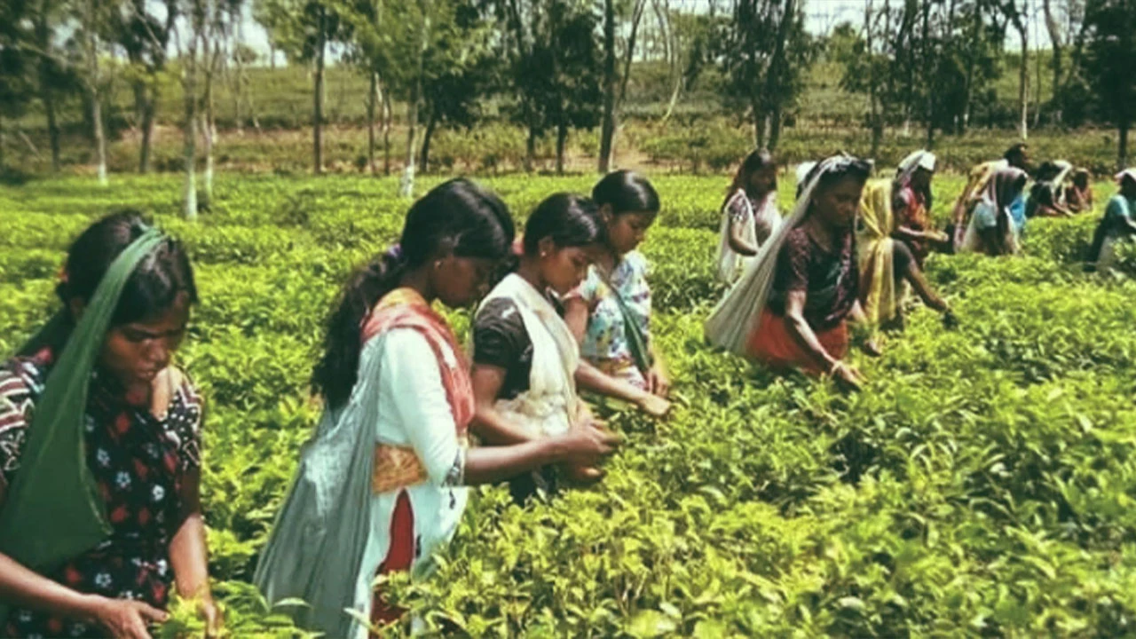 চা শিল্পের আড়ালে শিশুশ্রম, আইন আছে প্রয়োগ নেই