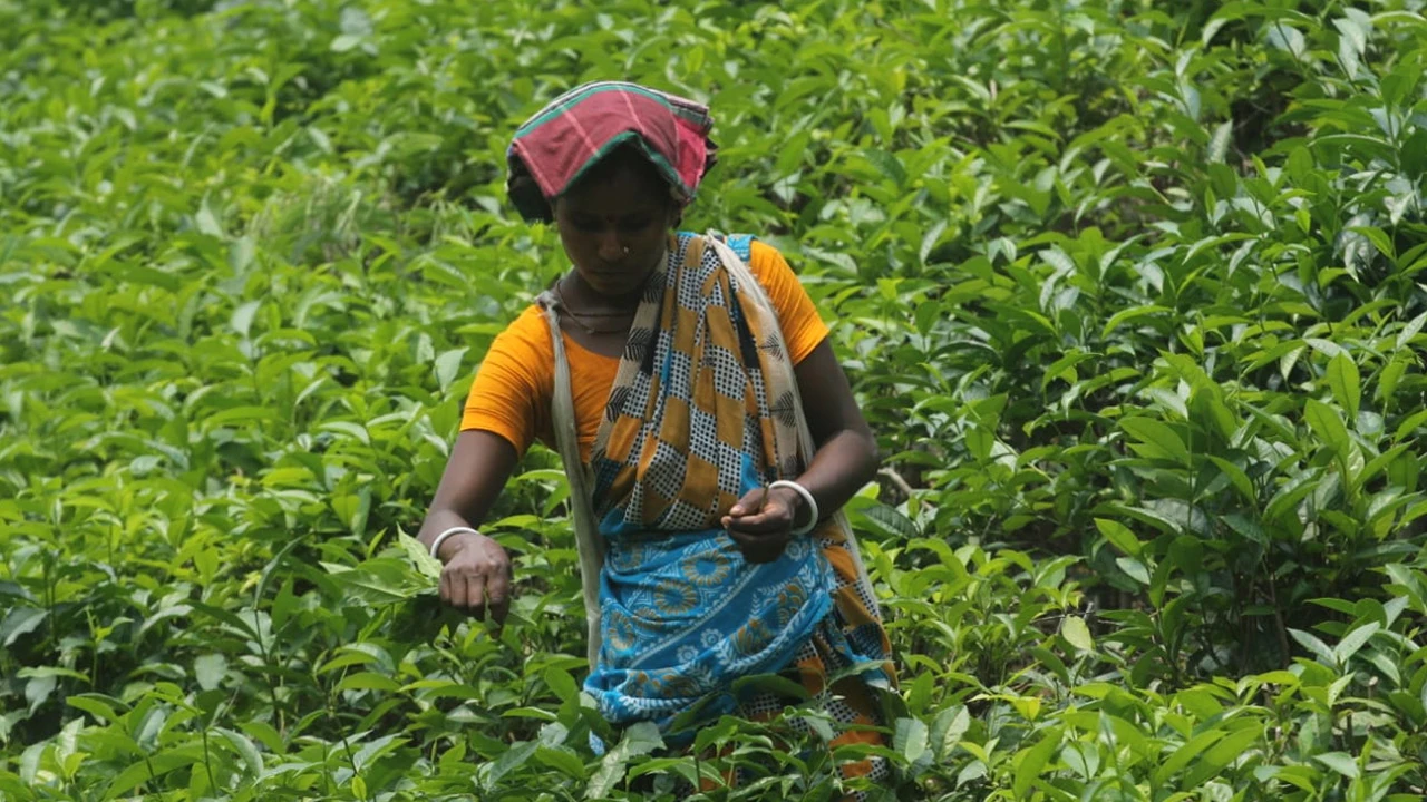 সবুজ পাতার আড়ালে যেন বঞ্চনার গল্প