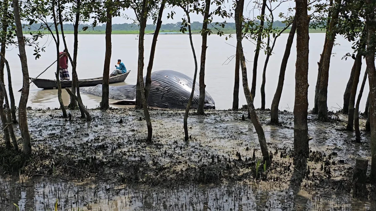 সামুদ্রিক প্রাণীর ধারাবাহিক মৃত্যু নিয়ে উদ্বেগ, তালতলীতে ভেসে এলো মৃত তিমি