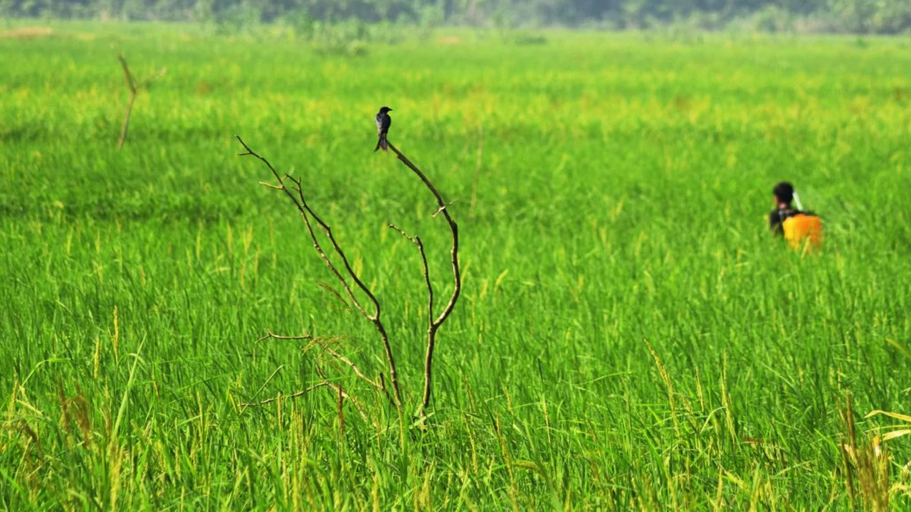ধানক্ষেতে কীটনাশকের পরিবর্তে জনপ্রিয় হচ্ছে পার্চিং পদ্ধতি
