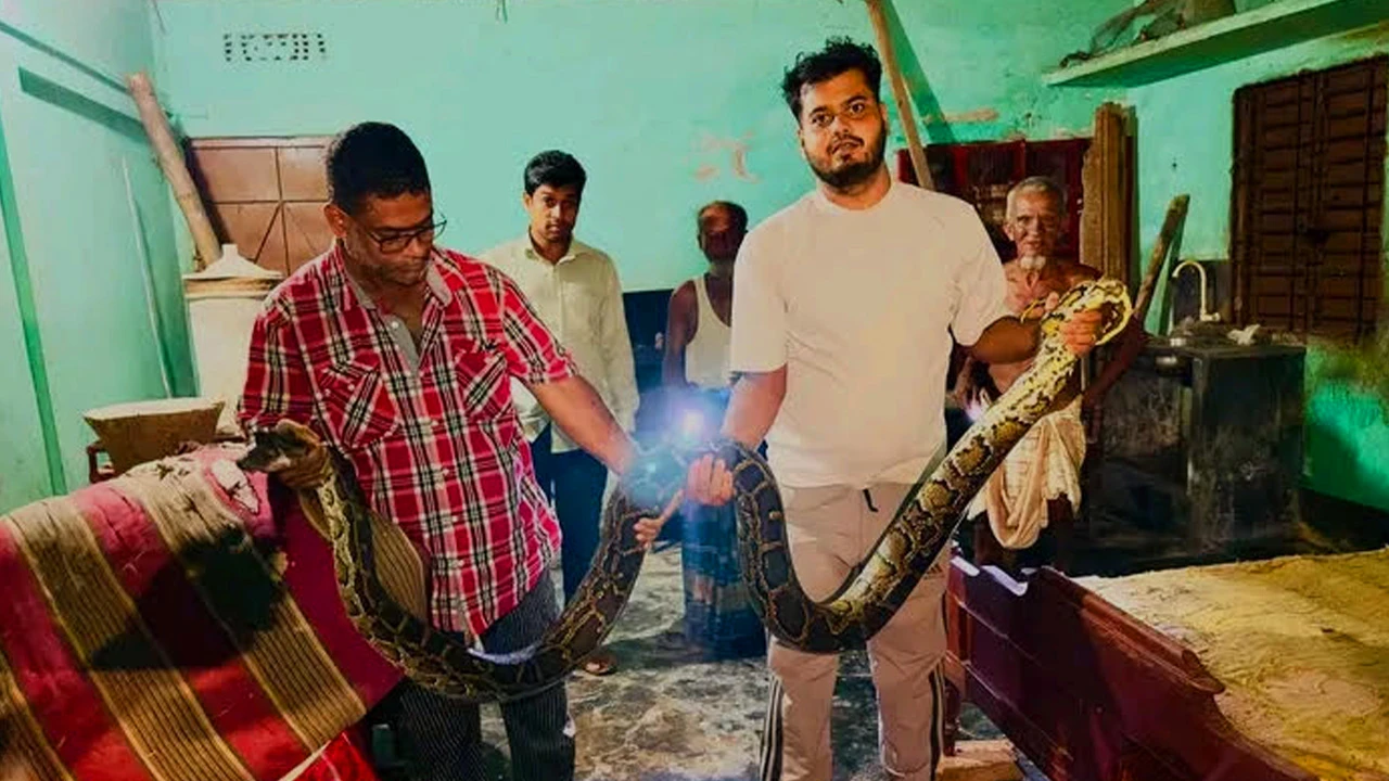 শব্দ শুনে খাটের নিচে তাকাতেই মিললো বিশাল অজগর
