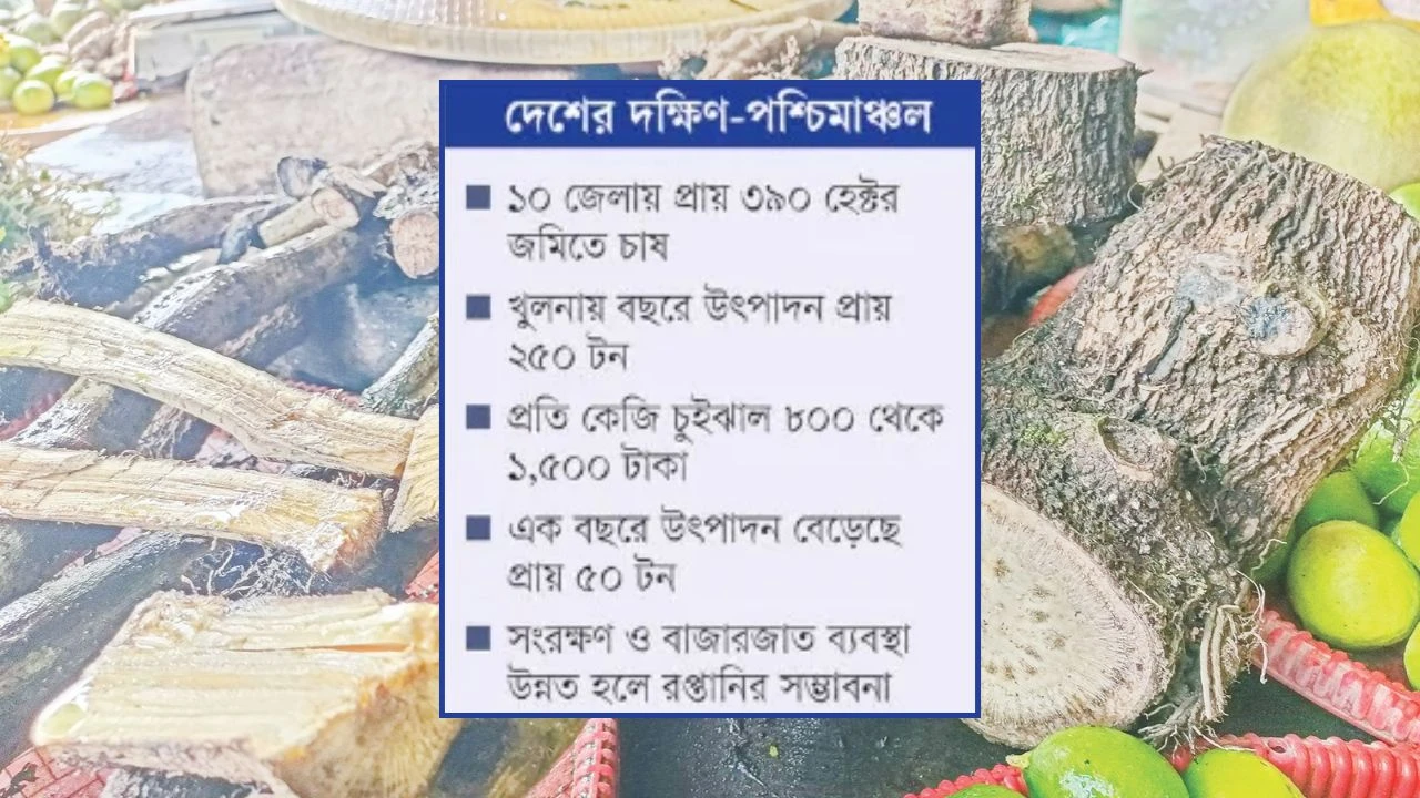 চুইঝালে নতুন সম্ভাবনা
