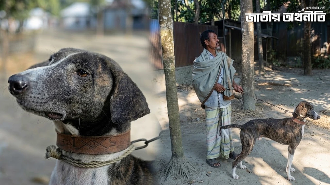 অস্তিত্ব সংকটে সরাইলের ঐতিহ্যবাহী গ্রে-হাউন্ড কুকুর