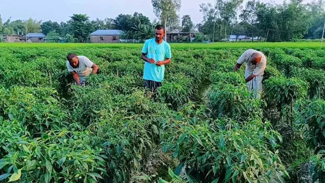 মরিচ চাষে ঝুঁকছেন হিলির কৃষকরা