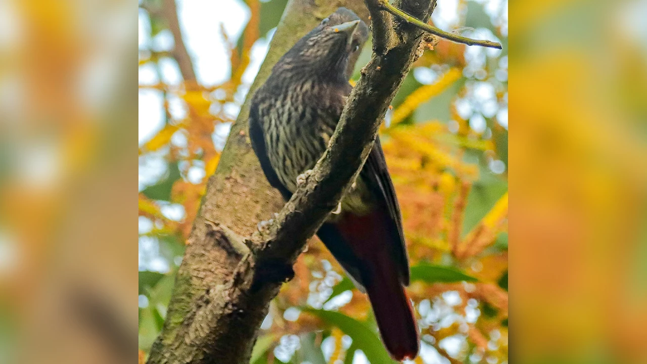 জাবি ক্যাম্পাসে প্রথমবার নথিভুক্ত হলো বিরল মেরুন বেনেবউ