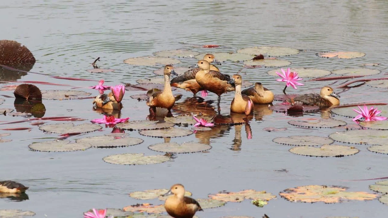 পরিযায়ী পাখিতে মুখর জাবির জলাশয়