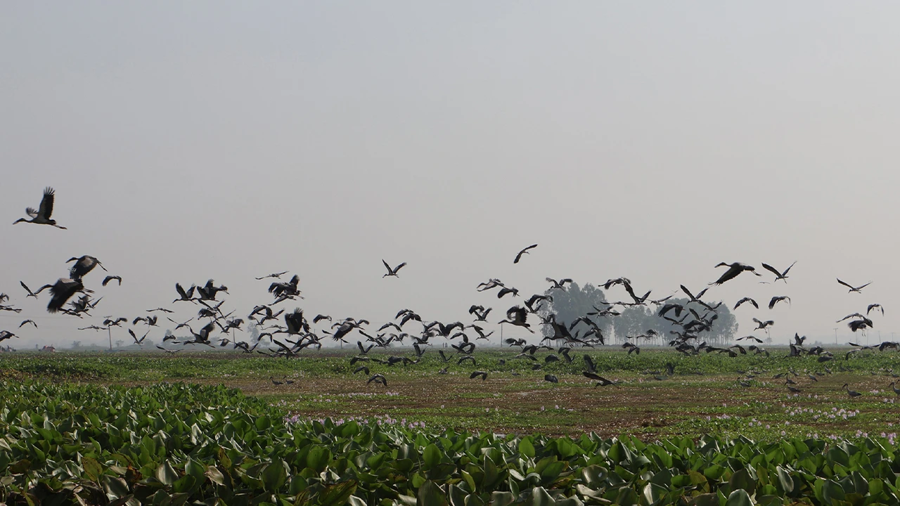 পাখির কলকাকলিতে মুখর চলনবিল